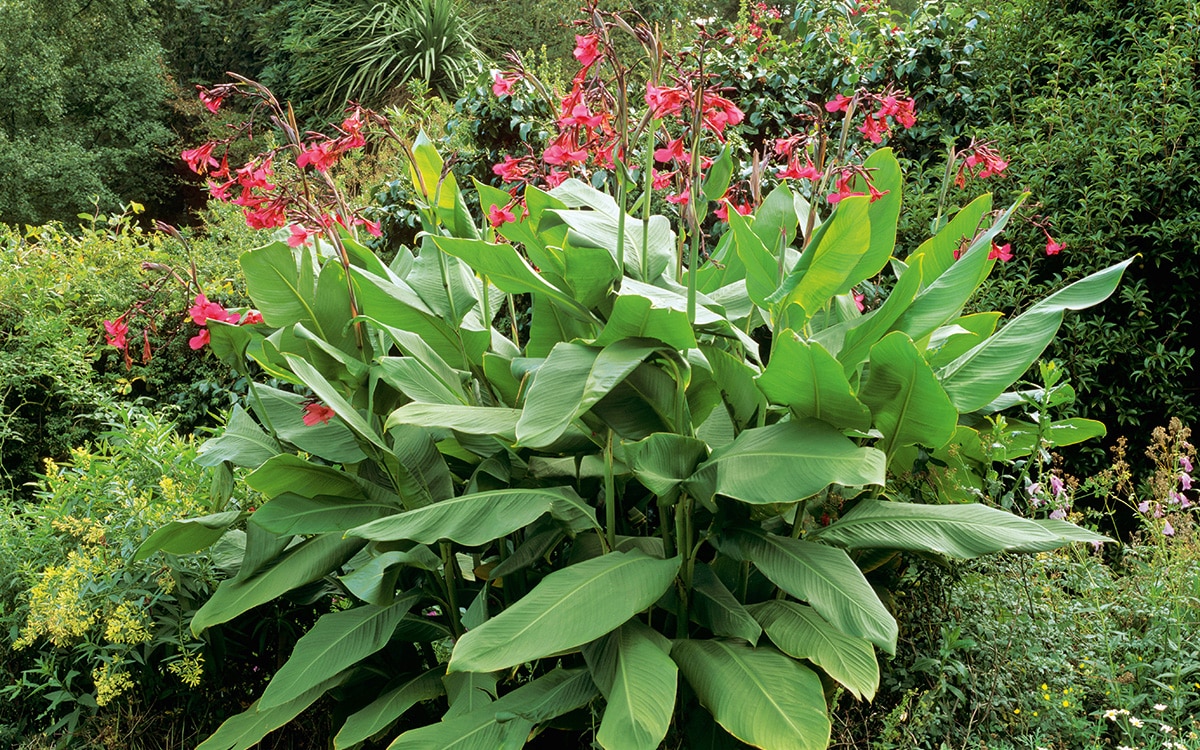 Canna iridiflora with beautiful pink flowers above lush, tropical-looking leaves.