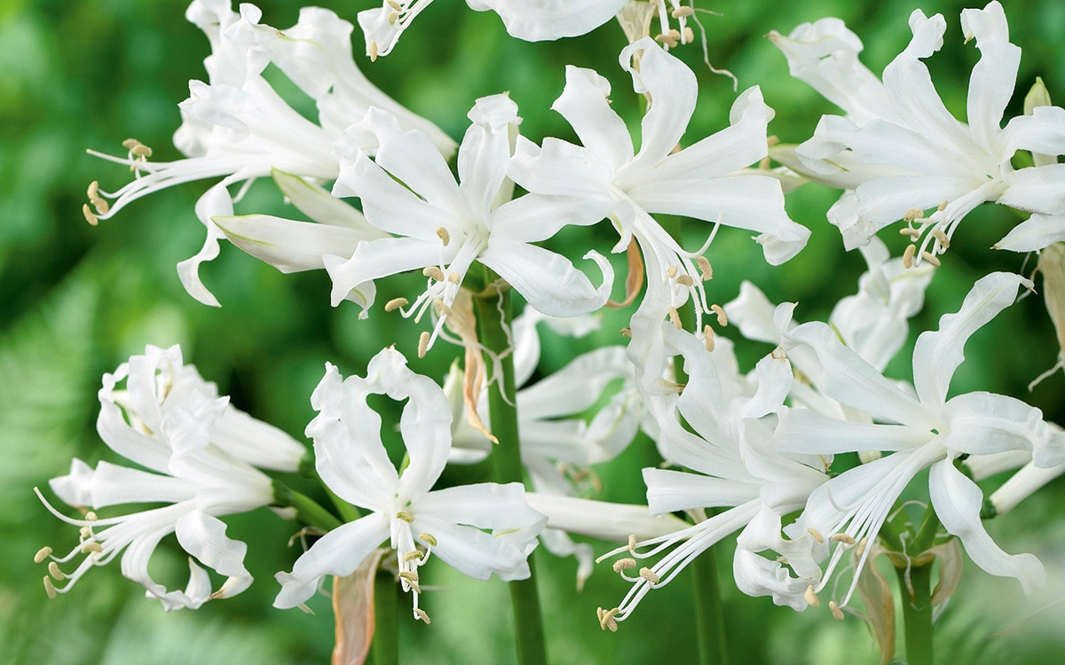 White flowers of Nerine bowdenii 'Ostara'