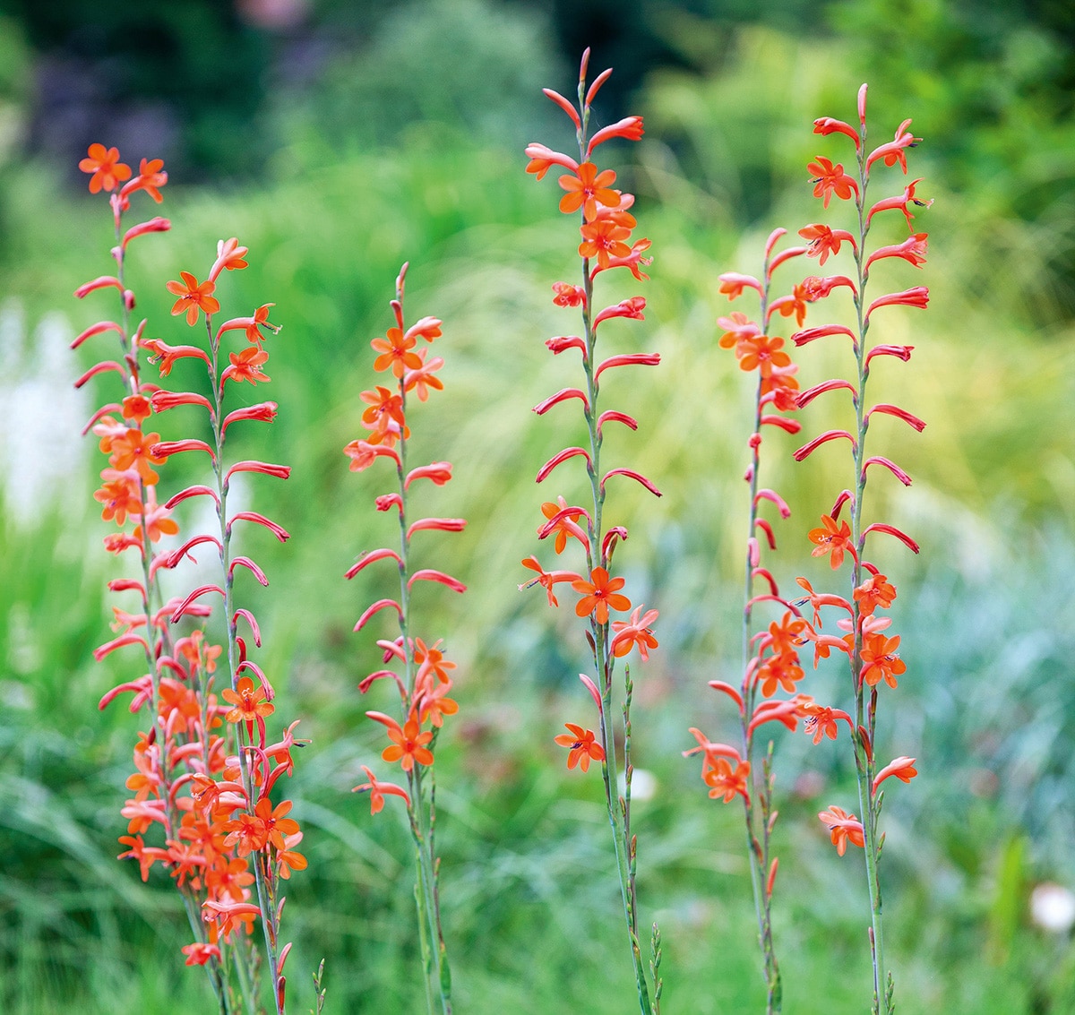Orange flower spikes of Watsonia pillansii