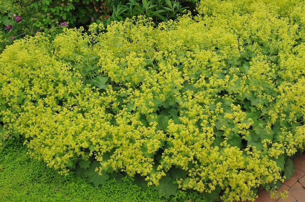 plants for clay soil