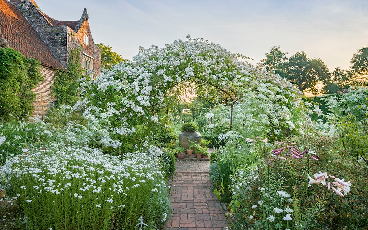 Rosa ‘Mulliganii’ clothes the White Garden’s central arbour