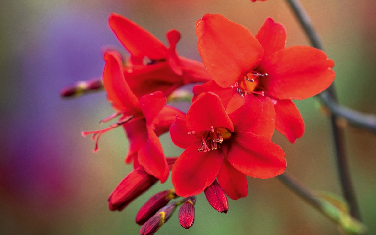 Dark red flowers of Crocosmia 'Hellfire'