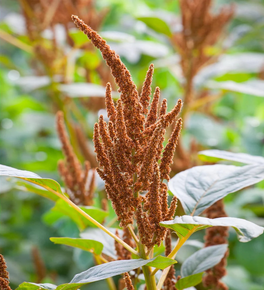Amaranthus ‘Hot Biscuits’