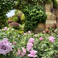 'Twice in a Blue Moon' at Hever Castle