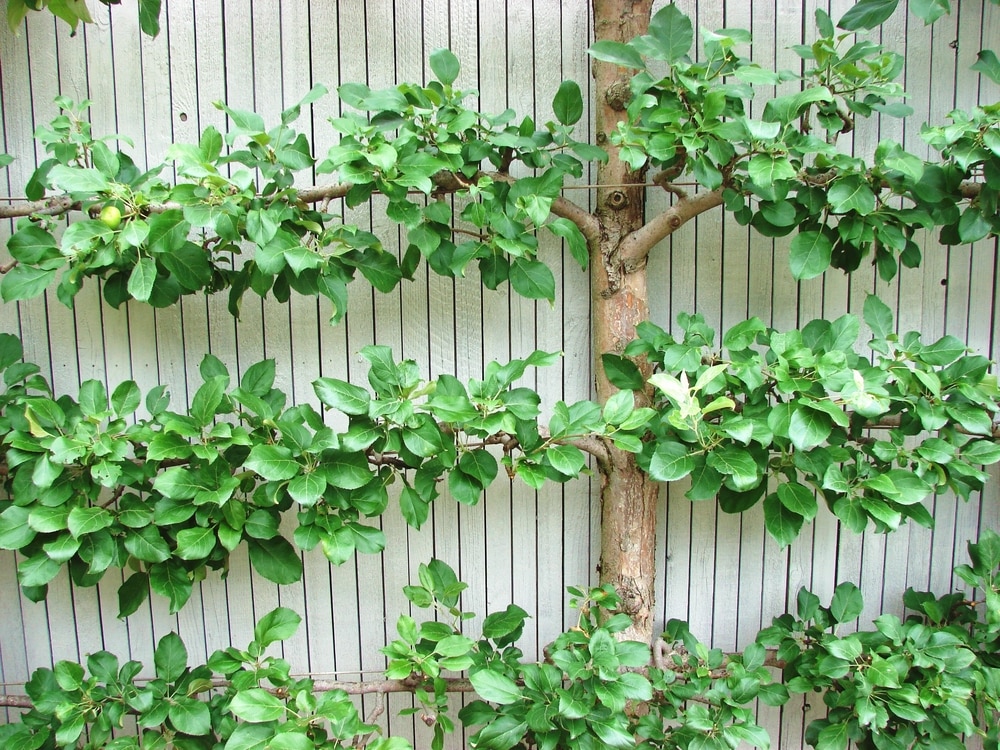 Summer fruit pruning