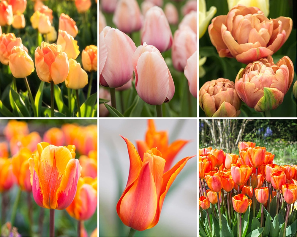 orange tulips