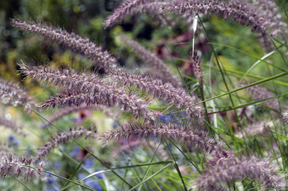 Fluffy bottlebrush flower heads of ornamental grass pennisetum