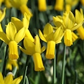 Daffodil bulbs