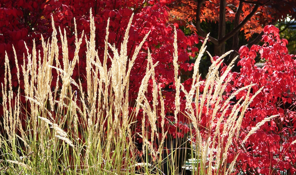Flowers of Calamagrostis 'Karl Foerster' against a backdrop of red autumn leaves