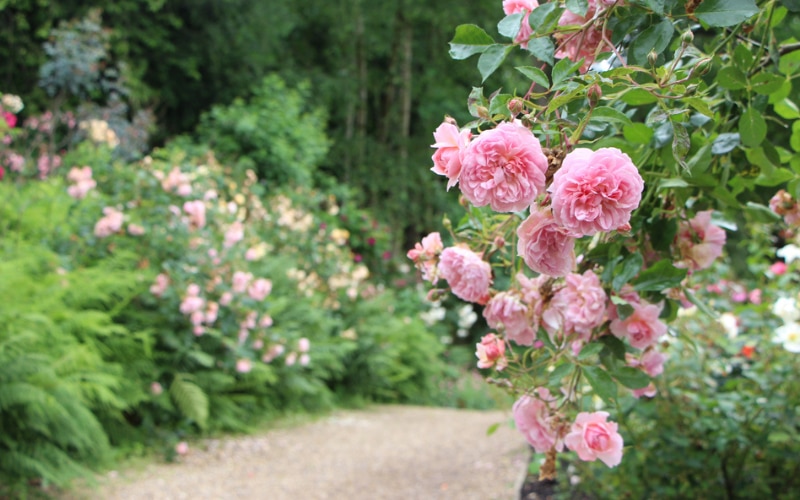 Shrub rose border at Hever Castle inspired by Emily Dickinson 