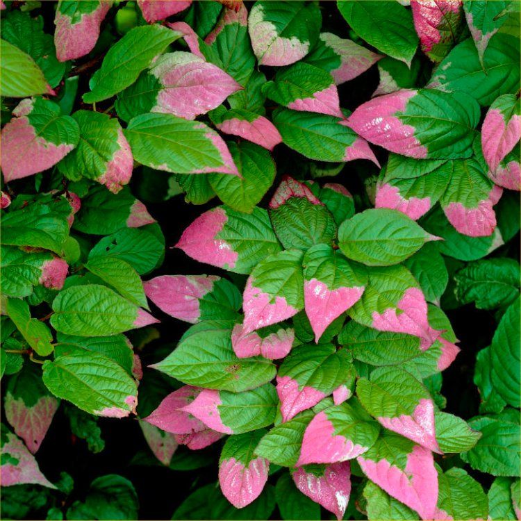 Actinidia kolomikta   