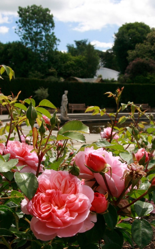 Anne Bolyen rose