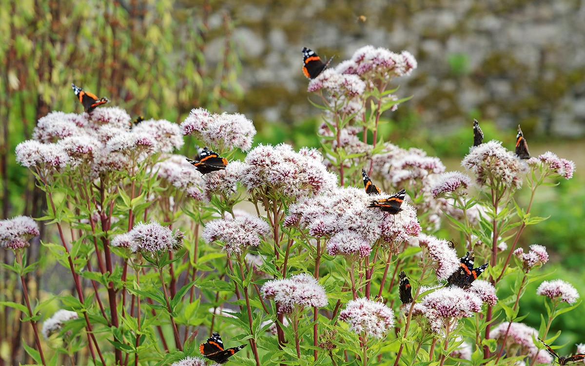 Eupatorium cannabinum at Hospitalfield 