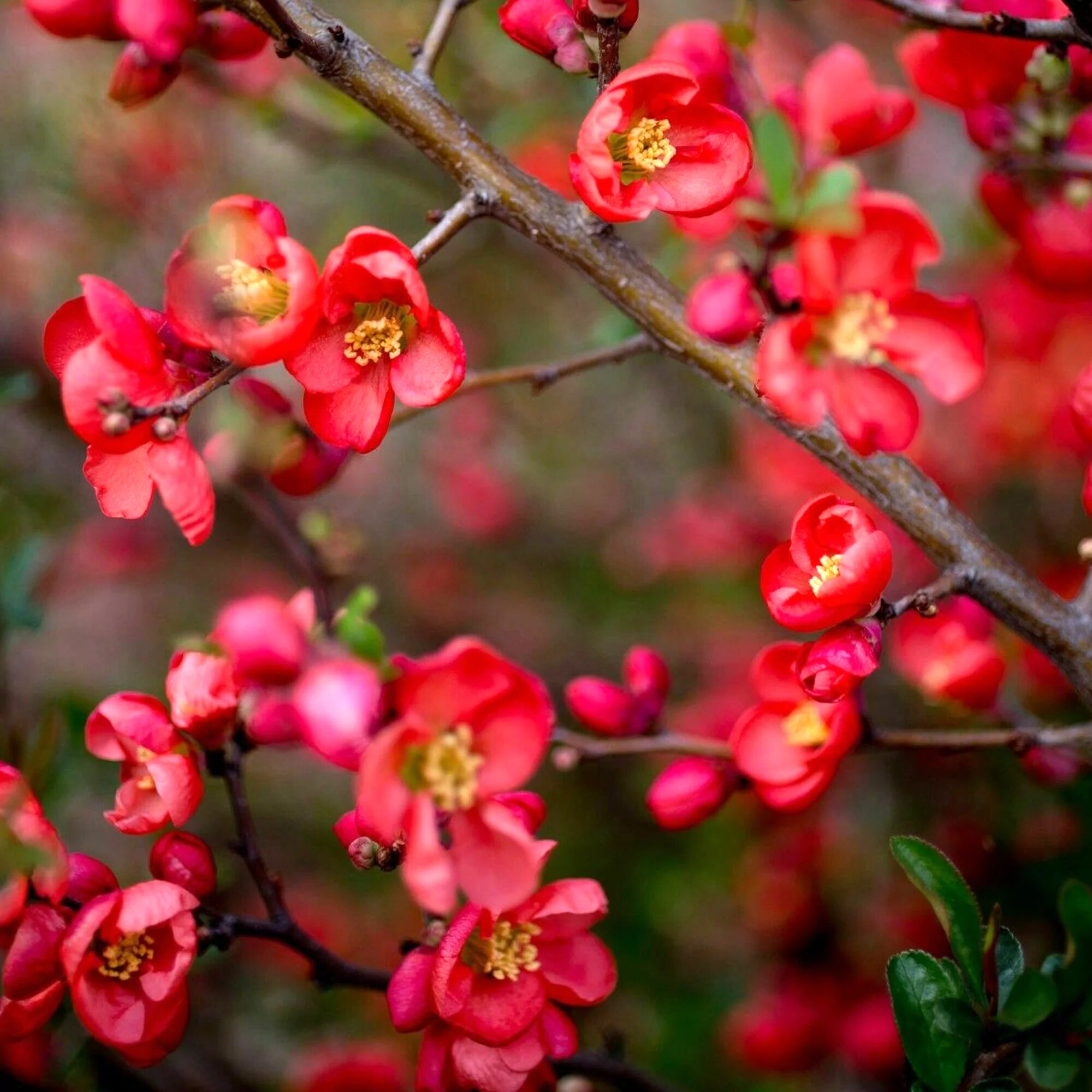 Chaenomeles 'Knap Hill Scarlet'