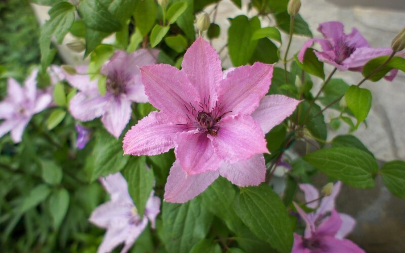 CLEMATIS ‘HAGLEY HYBRID’