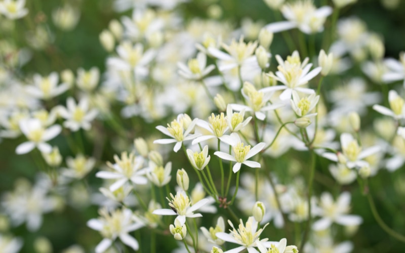 CLEMATIS RECTA