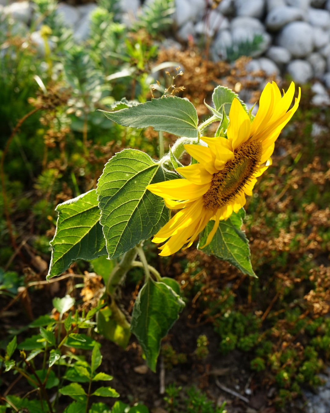 Dwarf sunflower, Helianthus annuus "Sunspot", blooms in the garden in July.