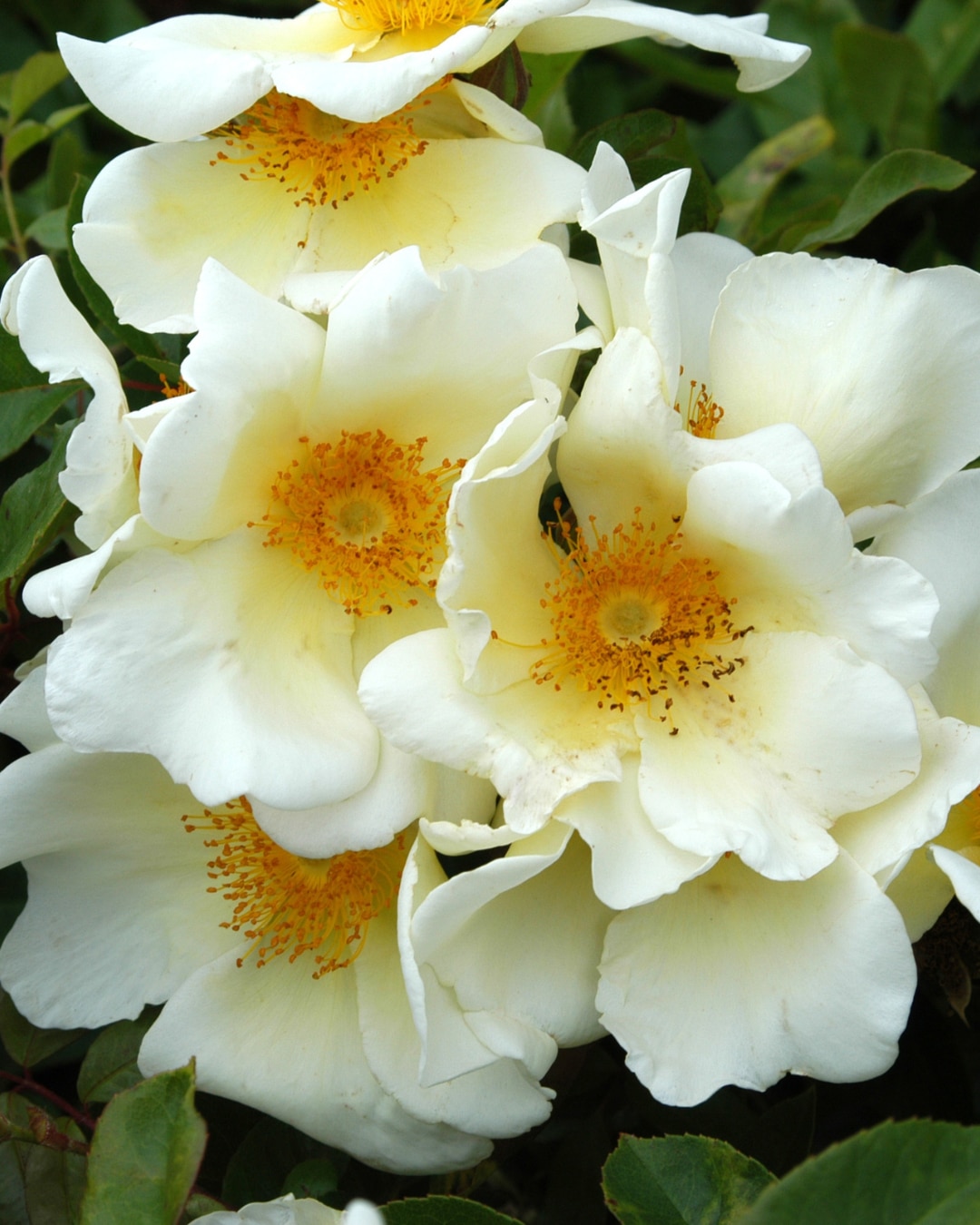 Rosa ‘Mermaid’  