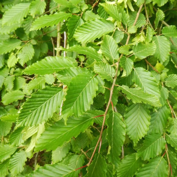 Carpinus betulus