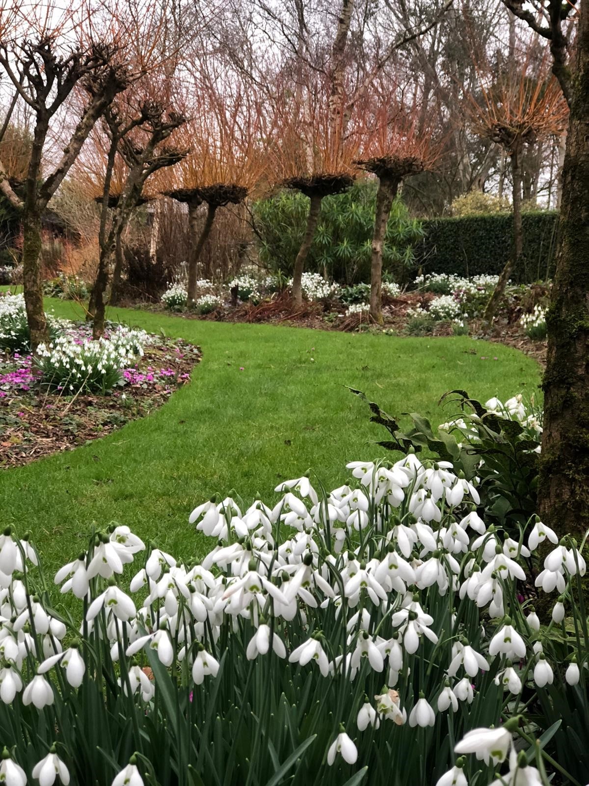 Snowdrop gardens