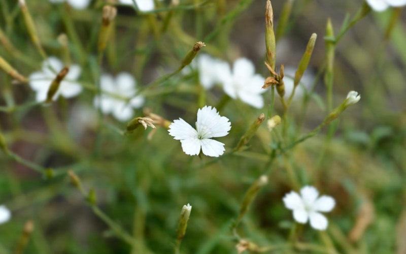DIANTHUS DELTOIDES ‘ALBUS’