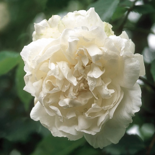 Rosa 'Madame Alfred Carrière'