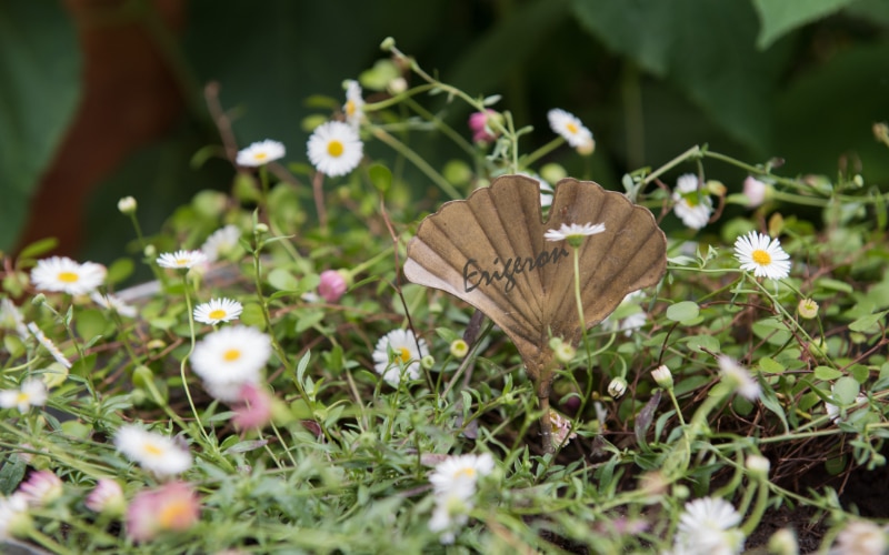 Ginkgo leaf plant markers