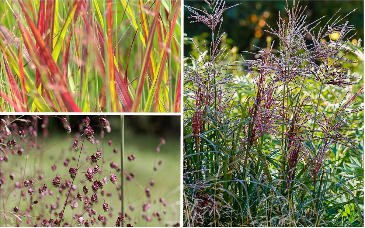 Red grasses
