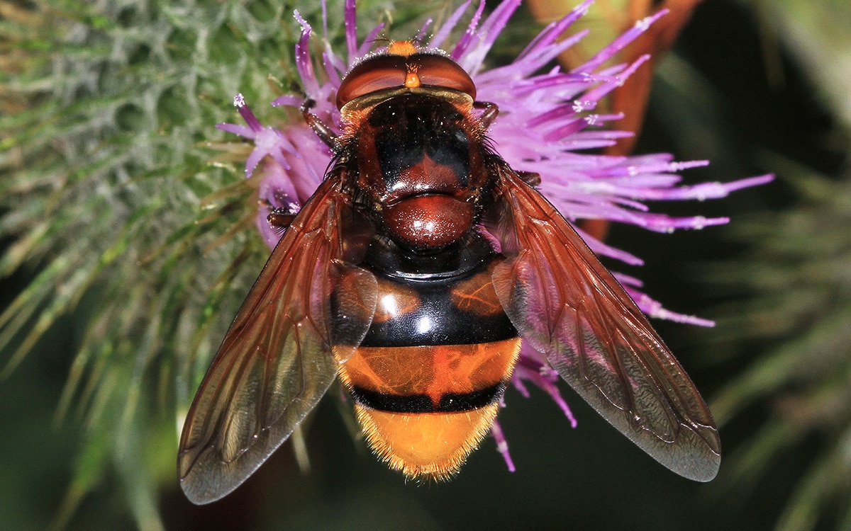A hornet-mimicking hoverfly.