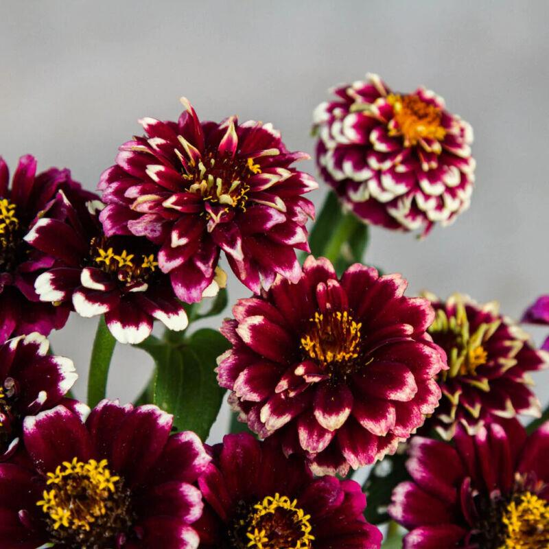 Zinnia ‘Burgundy Aztec Bicolor’