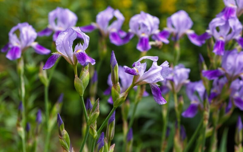 IRIS GERMANICA