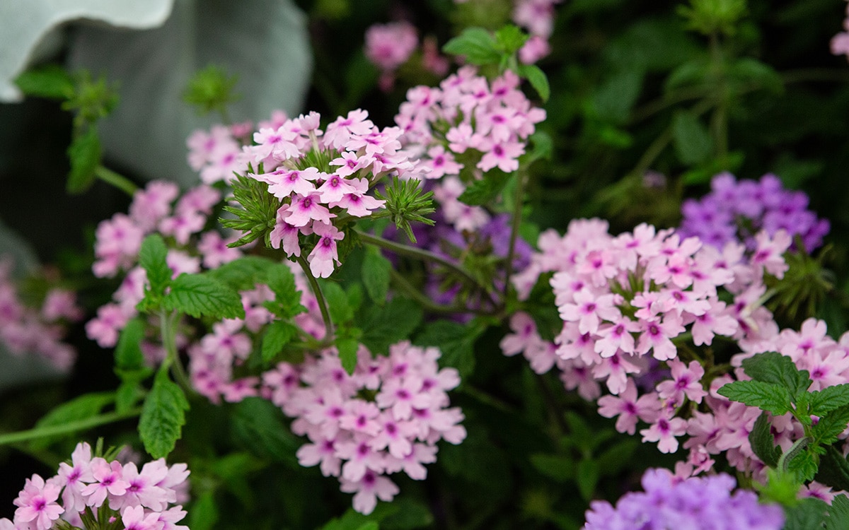 how to grow verbena