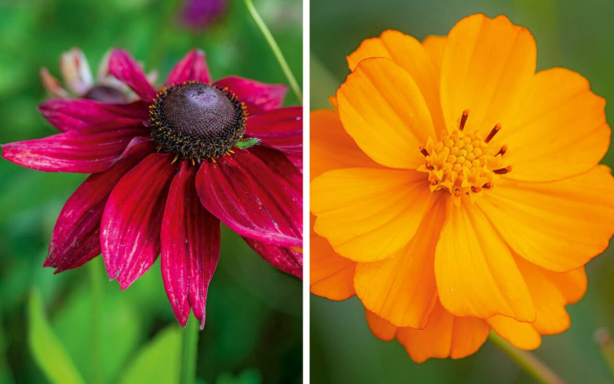 Rudbeckia ‘Cherry Brandy’ and Cosmos 'Tango'