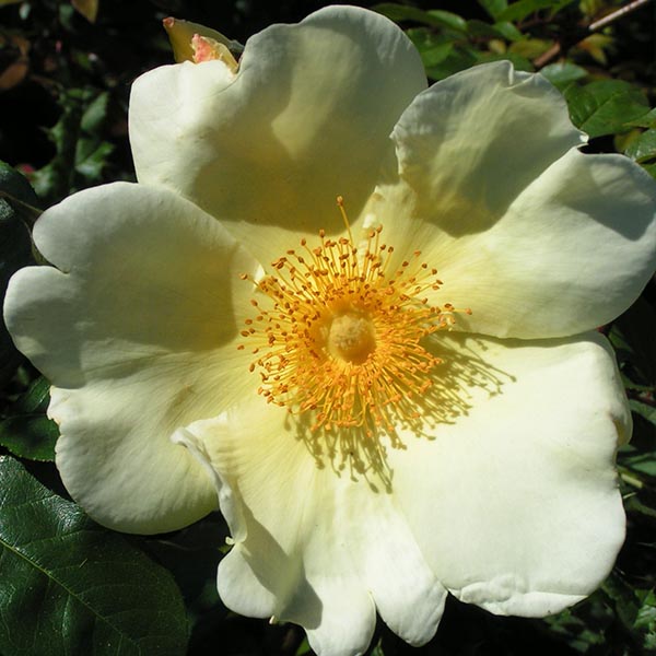 Rosa ‘Mermaid’  