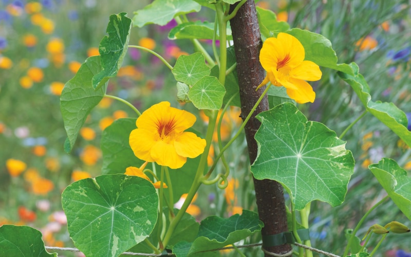 Nasturtium ‘Jewel of Africa’
