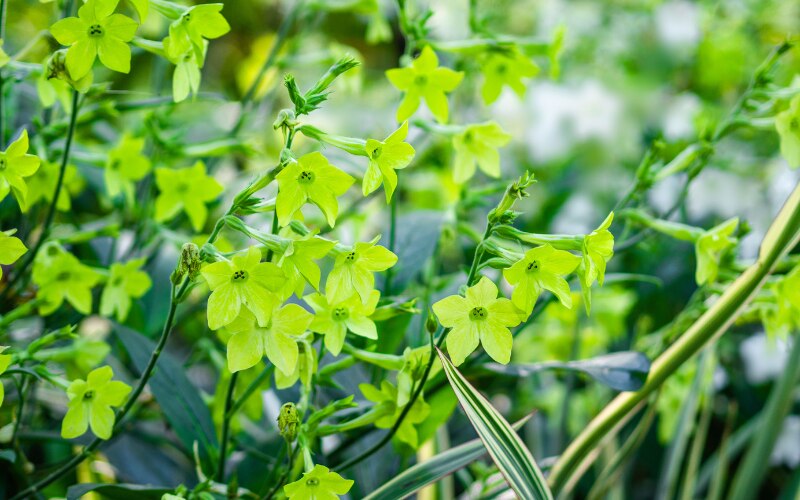 Nicotiana ‘Lime Green’