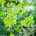 Nicotiana ‘Lime Green’