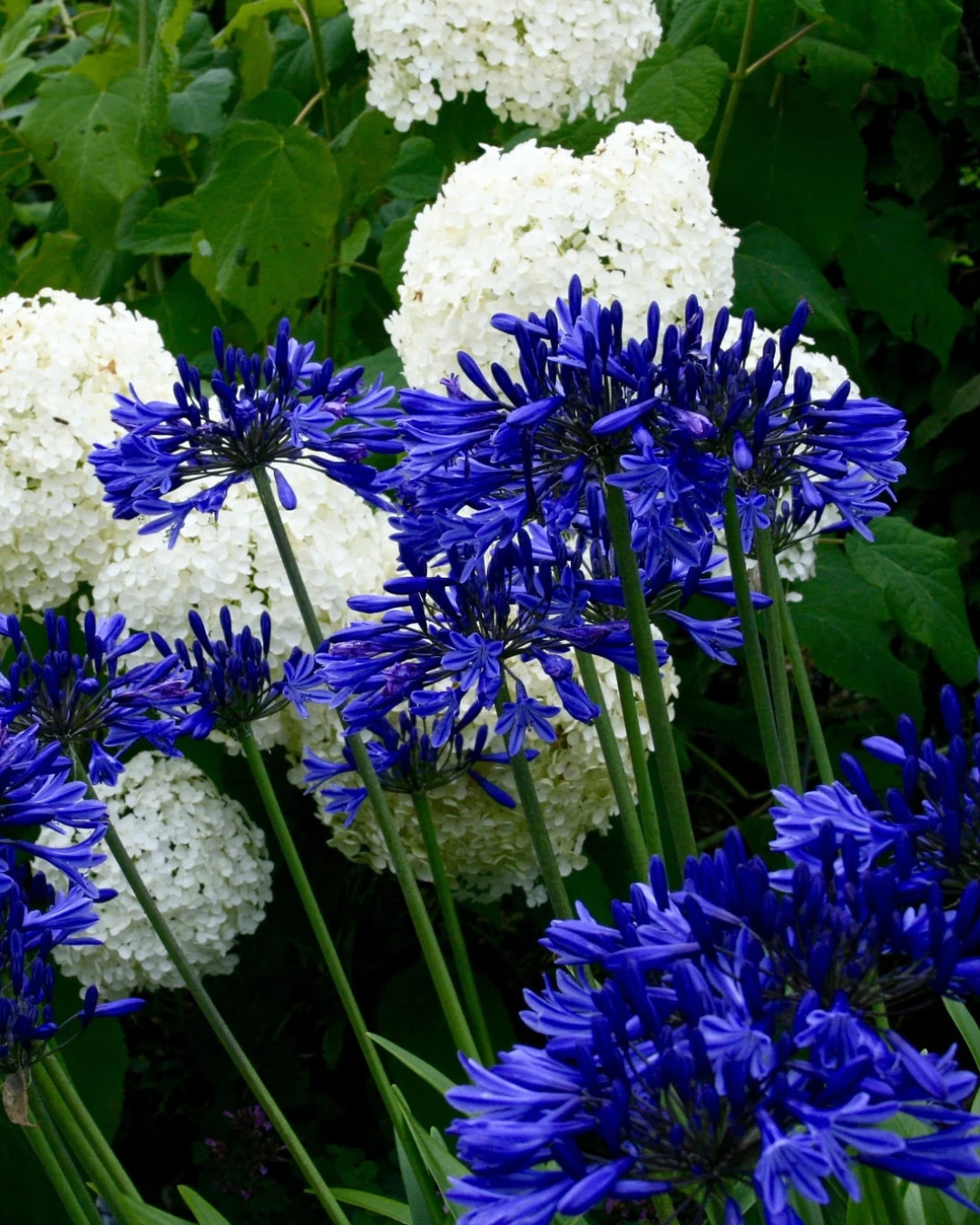 Agapanthus 'Navy Blue'