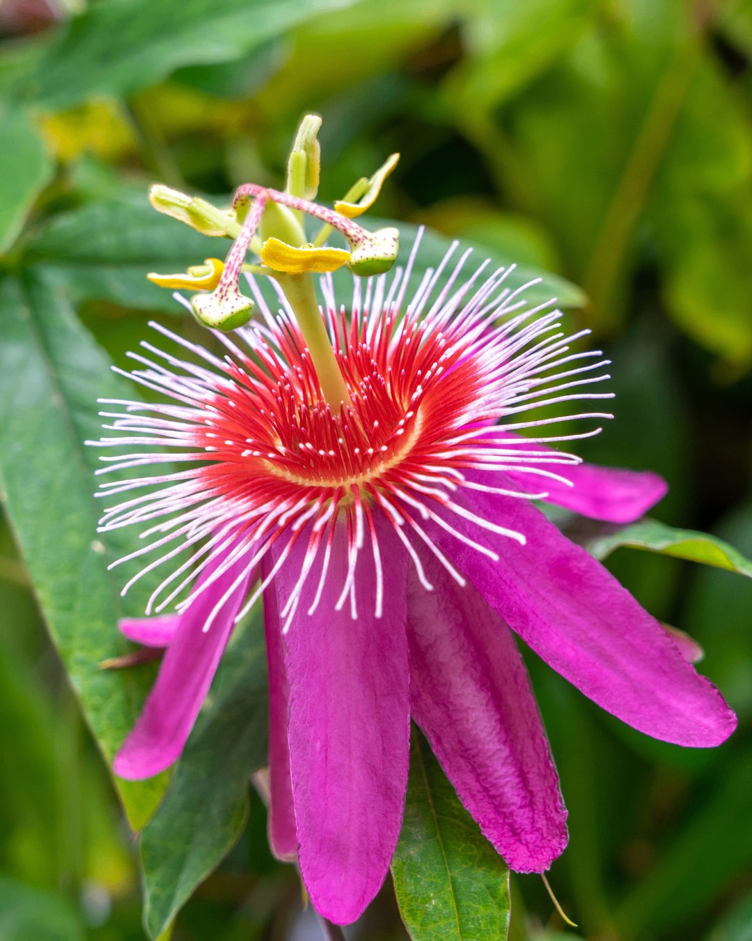 passiflora anastasia