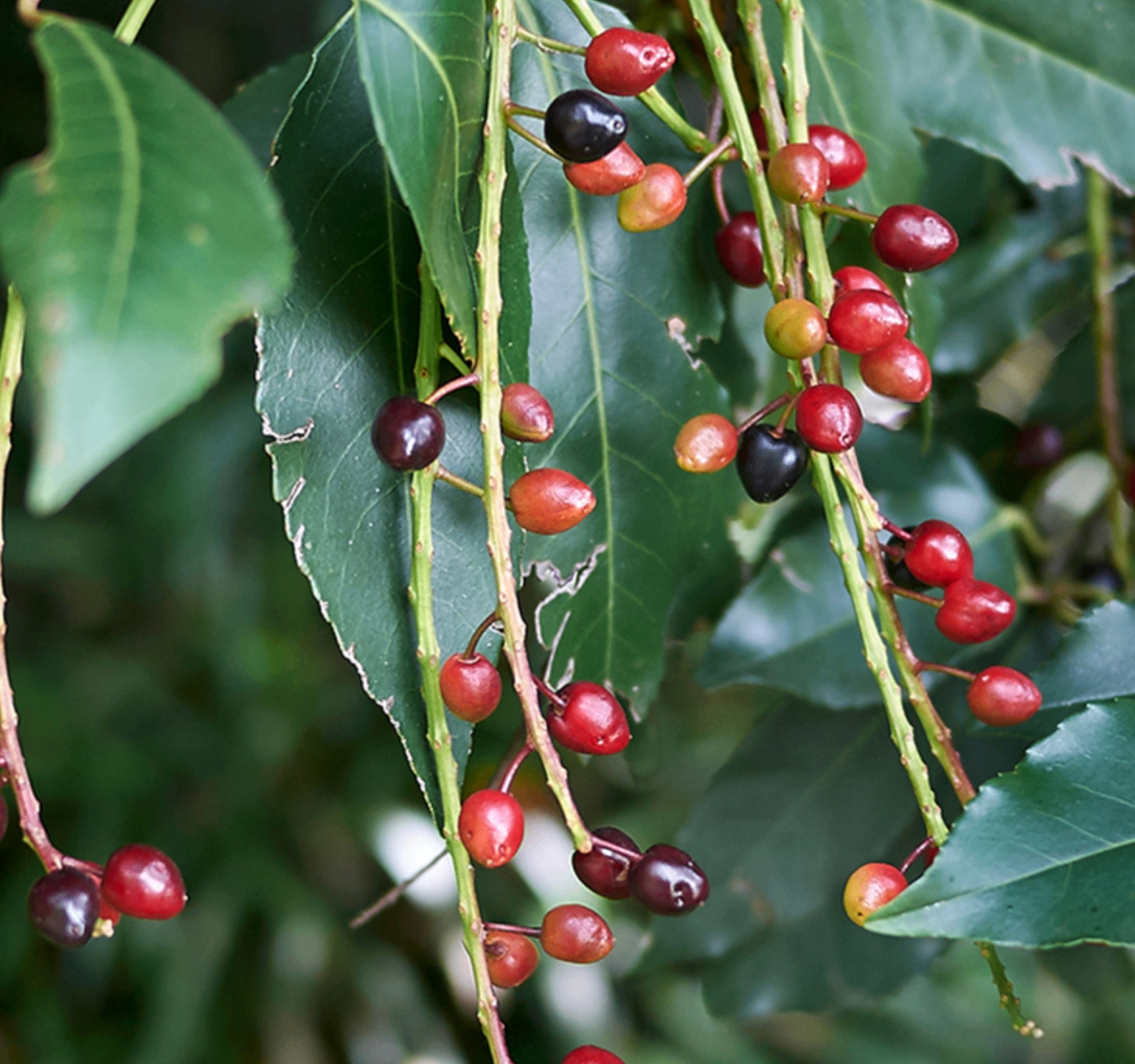 Prunus lusitanica 'Angustifolia' 