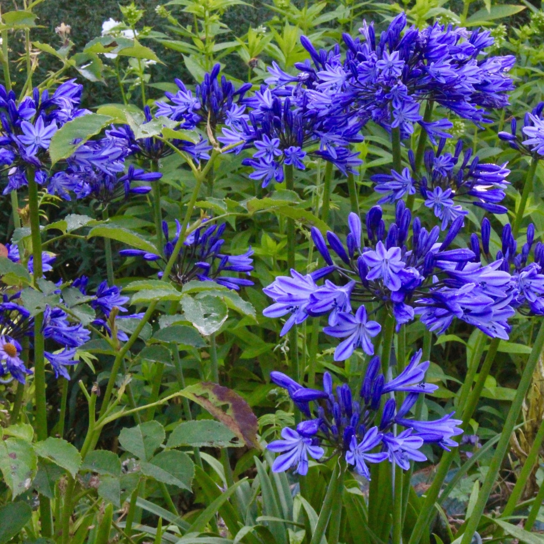 Agapanthus ‘Navy Blue’