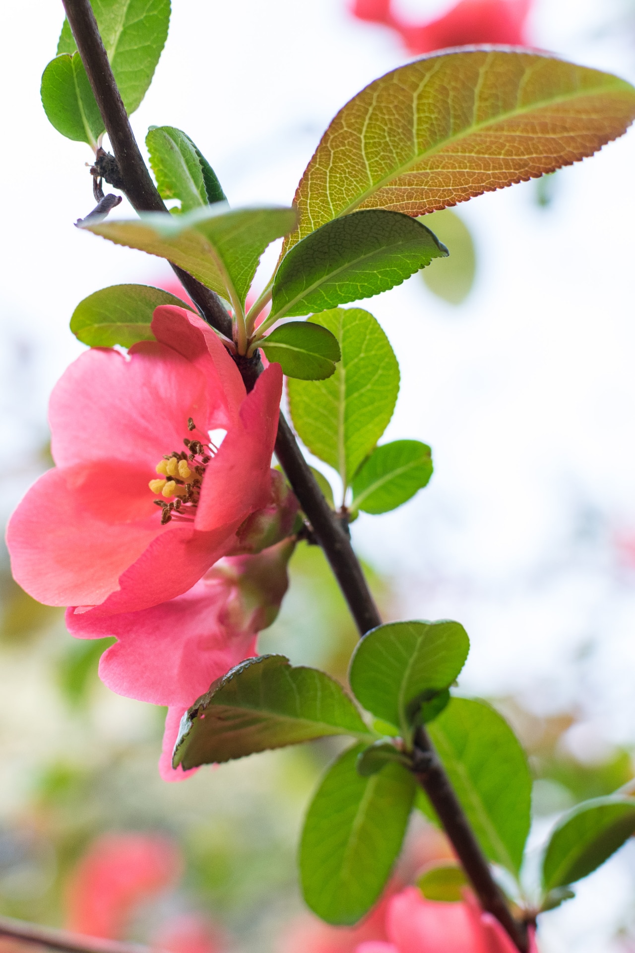 Chaenomeles ‘Knap Hill Scarlet’ 