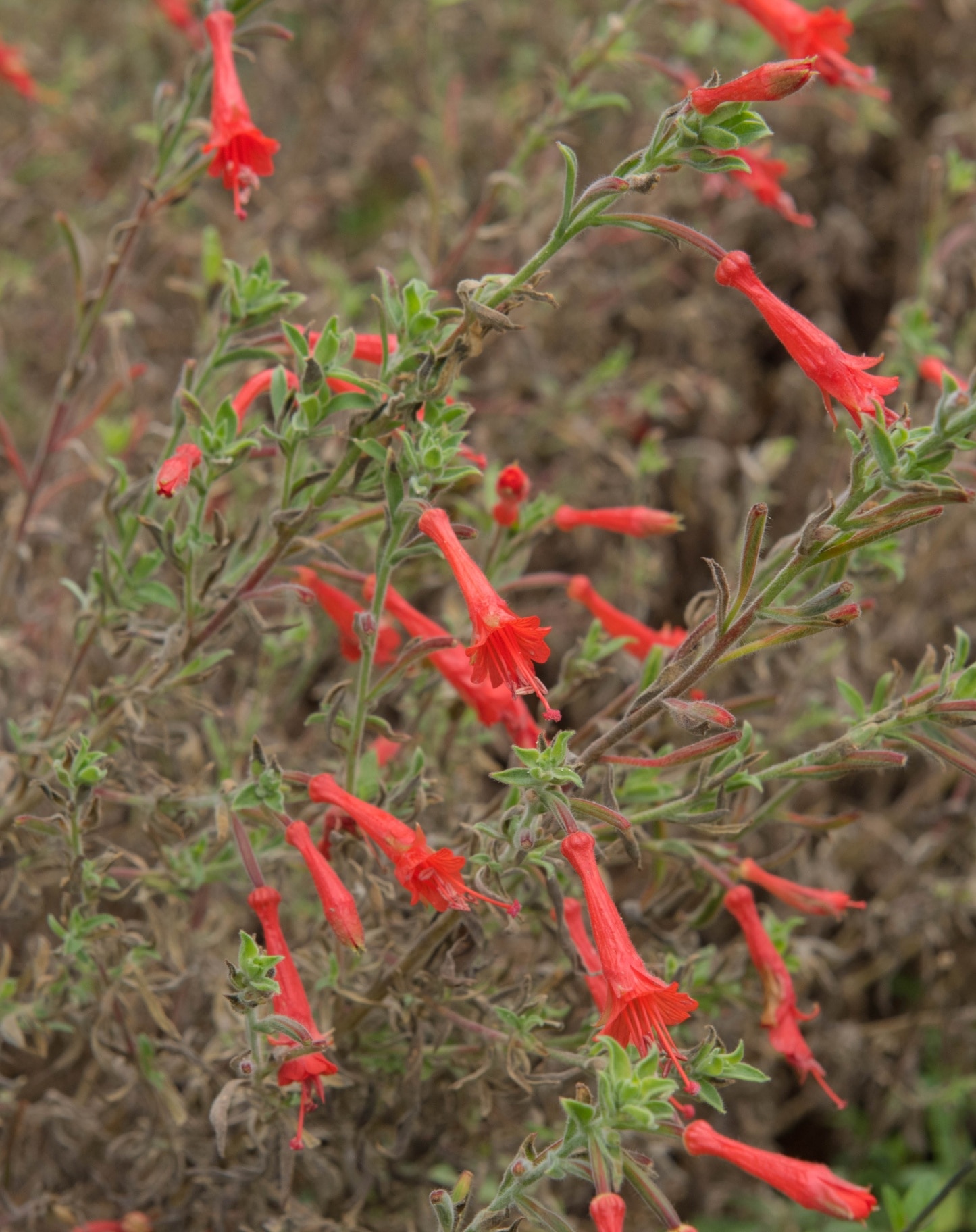 Epilobium californica
