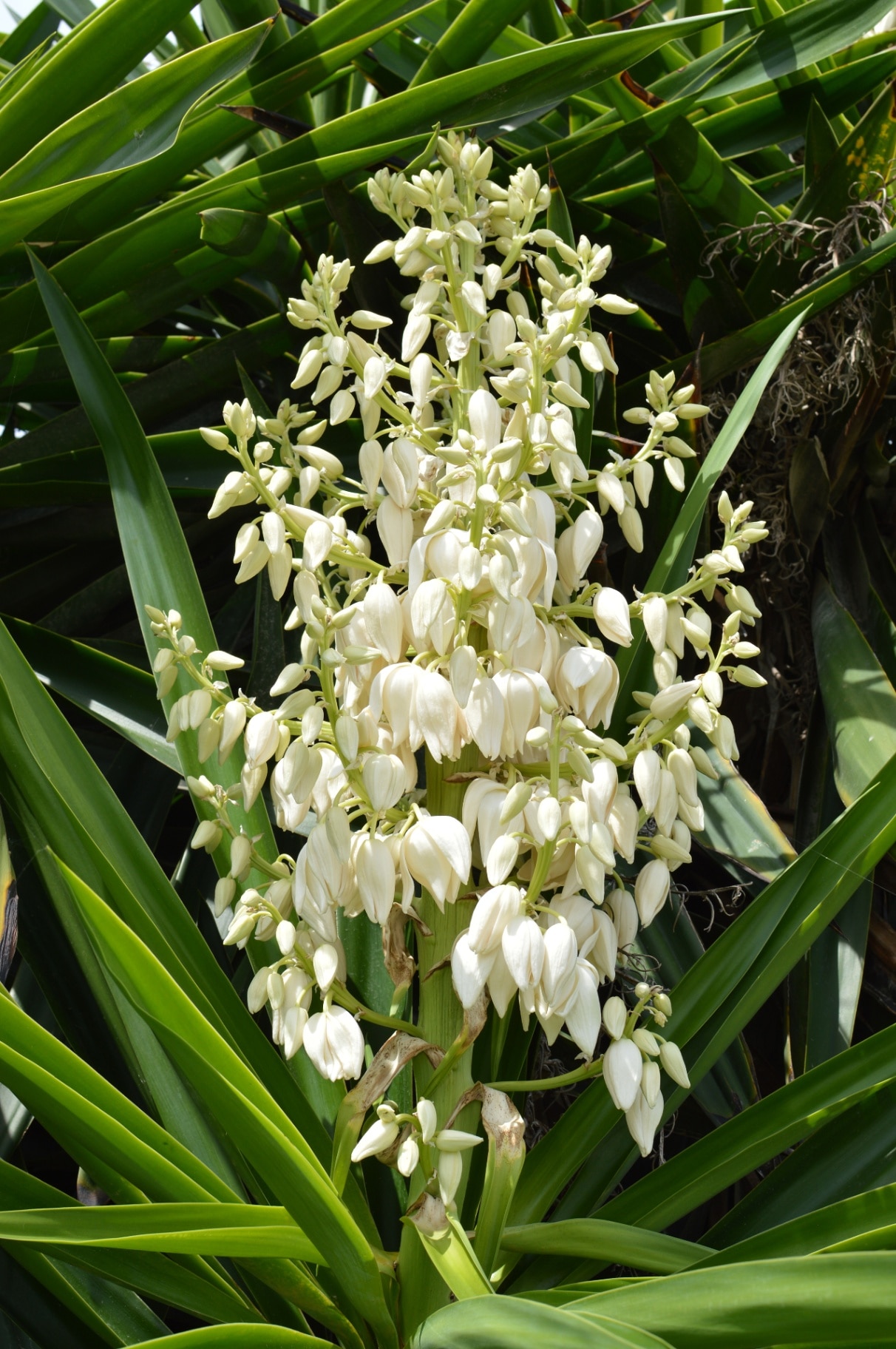 Yucca Gloriosa  broad leaf evergreen succulent cactus shrub (also called Spanish Dagger) white flowers up close