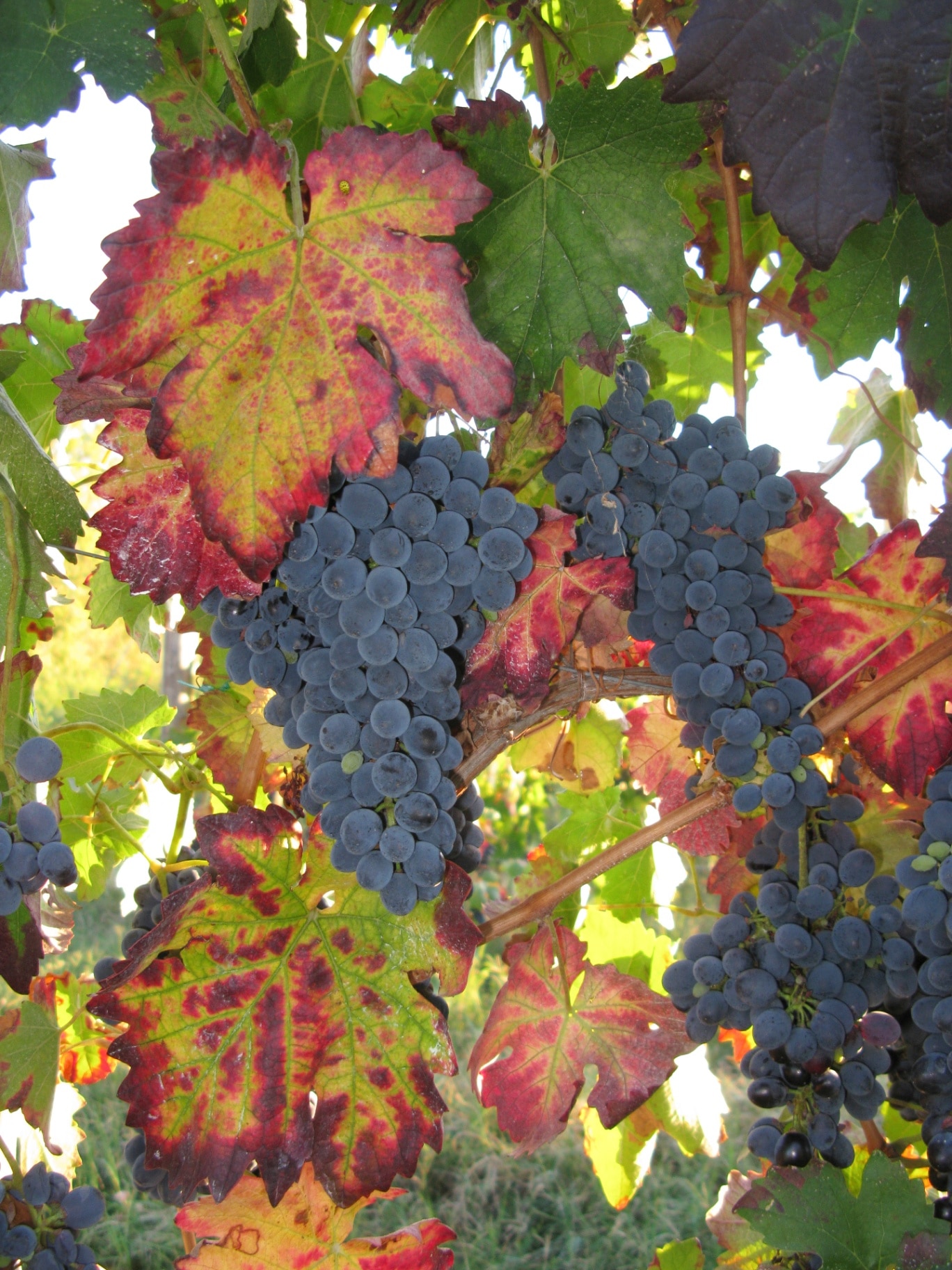 Vitis vinifera plants with grapes in late summer