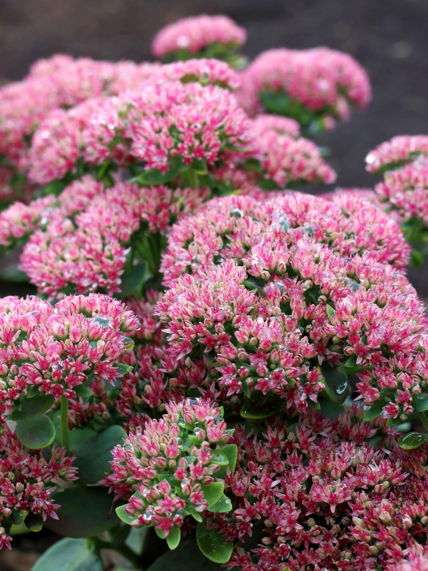 Pink sedum blooming