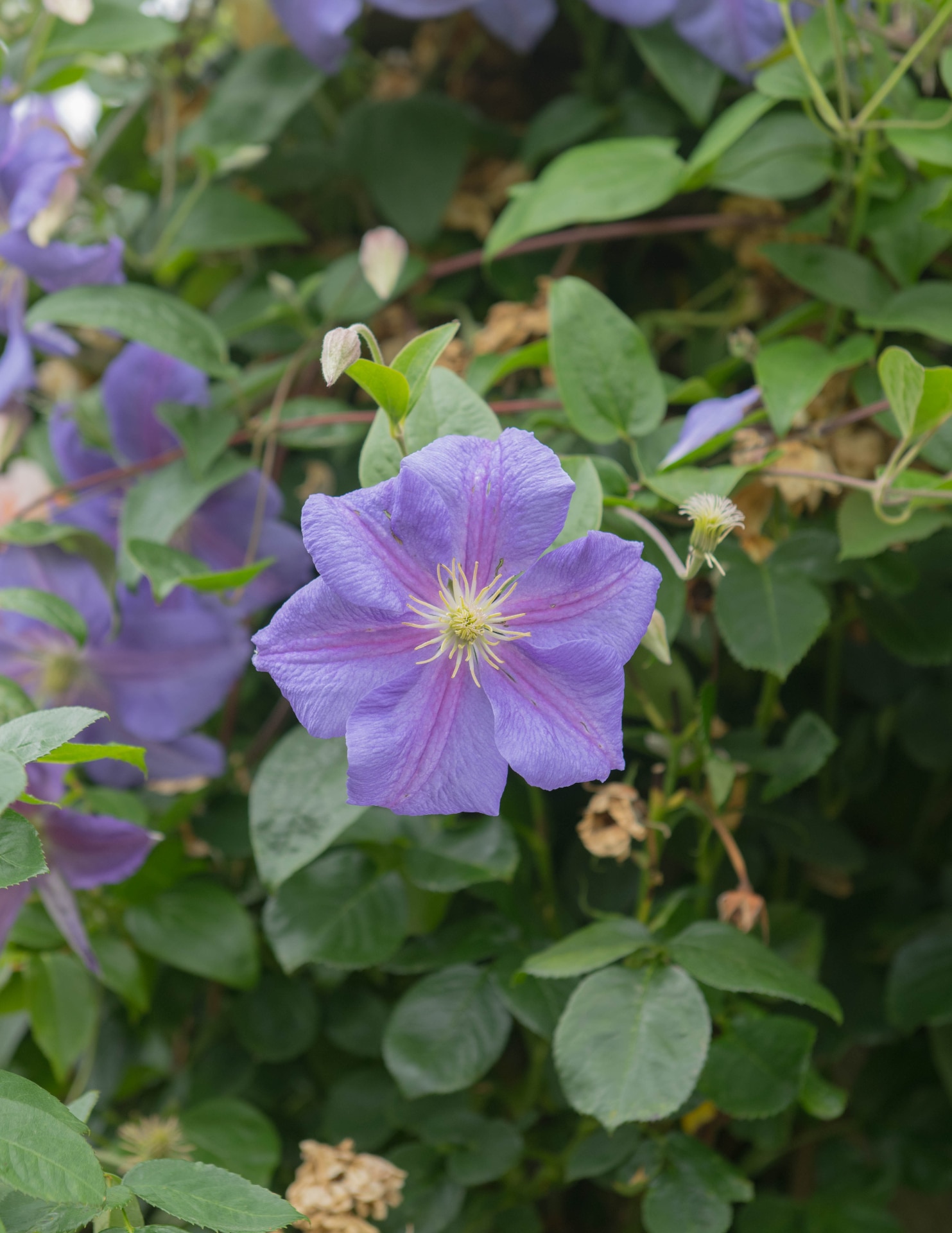 Summer Flowering Deciduous Climbing Clematis Plant (Clematis 'Perle D'Azur') Growing up a Pergola in a Country Cottage Garden in Rural Devon, England, UK