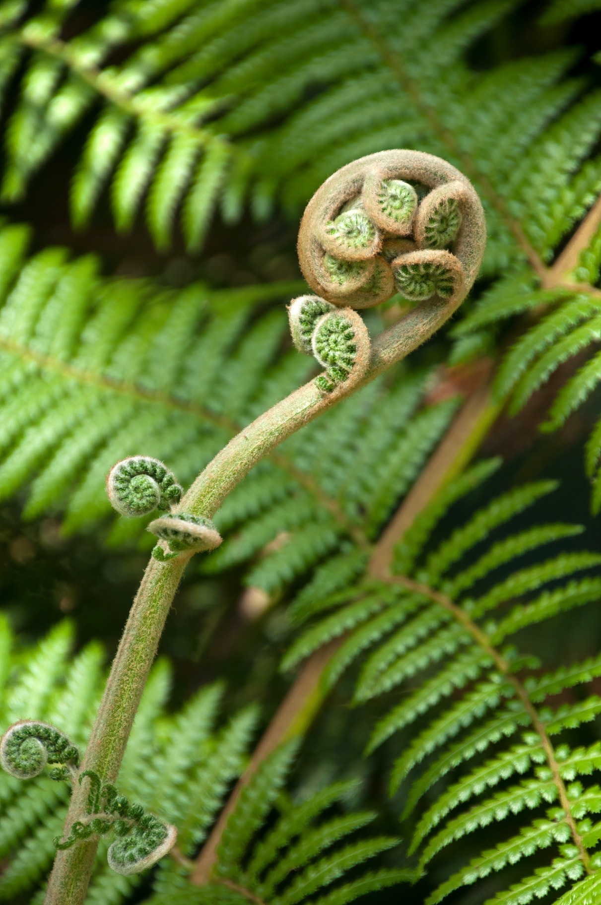 Sydney Australia, unfurling frond of a dicksonia antarctica fern