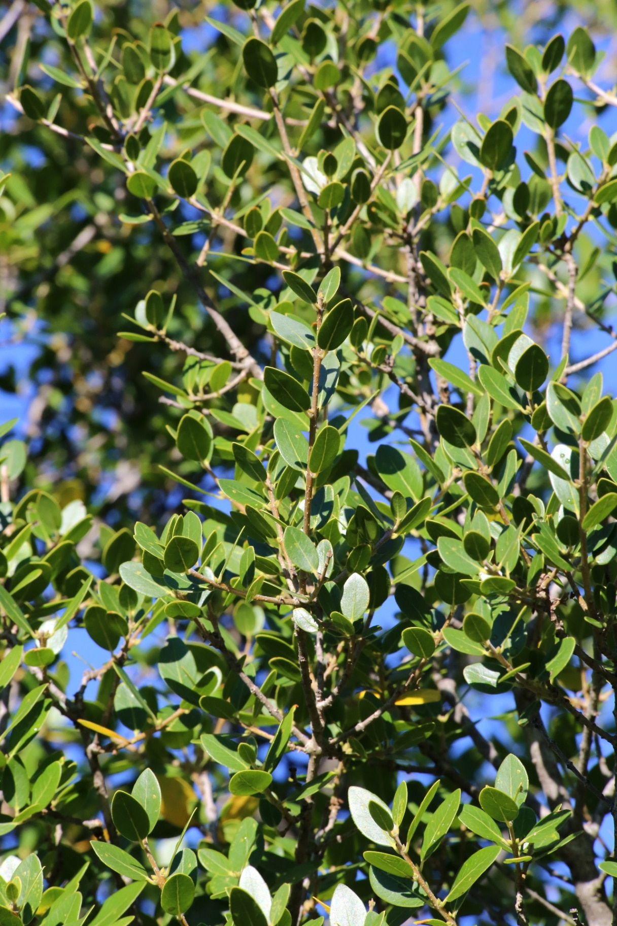Phillyrea latifolia - Phillyrea. Shrub with fruit