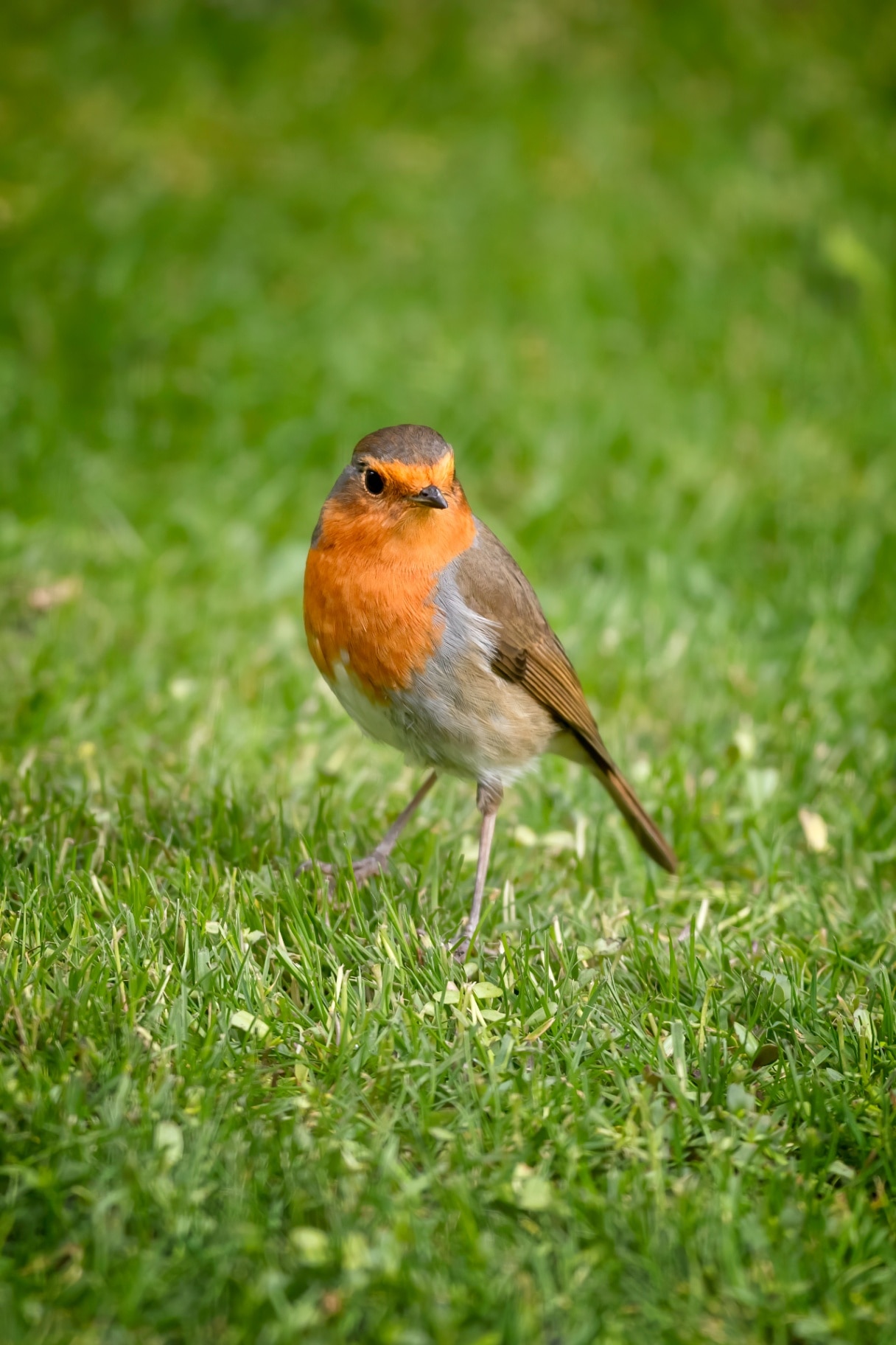 Adult male robin, erithacus rubecula, on green grass background